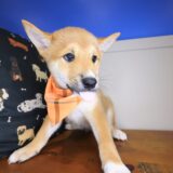 Emilio Shiba Inu 02