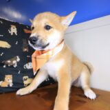Emilio Shiba Inu 03
