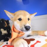Emilio Shiba Inu 04