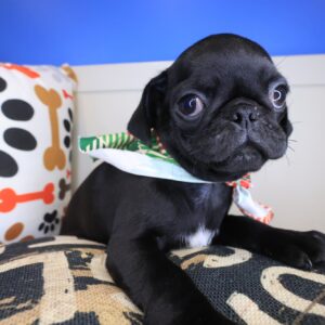 Ezra Pug 01 Ezra Pug 01