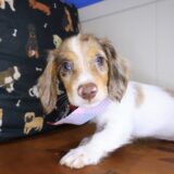 Flare Dachshund 01