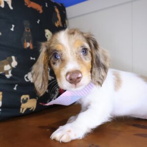 Flare Dachshund 01 Flare Dachshund 01