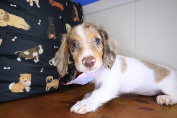 Flare Dachshund 01