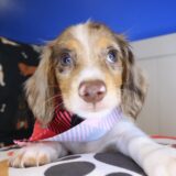 Flare Dachshund 02