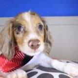 Flare Dachshund 04