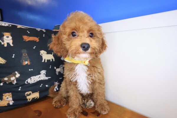 Flynn Maltipoo 01