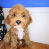 Flynn Maltipoo 02