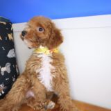 Flynn Maltipoo 04