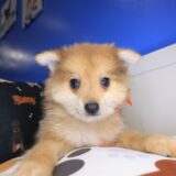Gaia Pomeranian 01