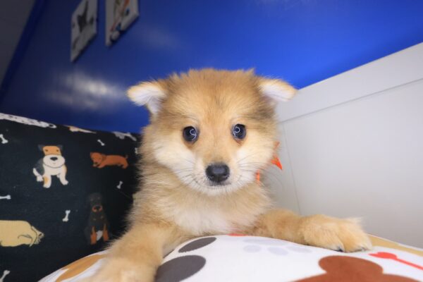 Gaia Pomeranian 01