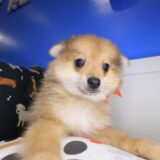 Gaia Pomeranian 03