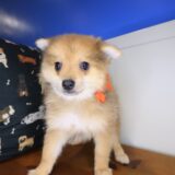 Gaia Pomeranian 04