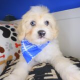 Garfunkel Maltipoo 01