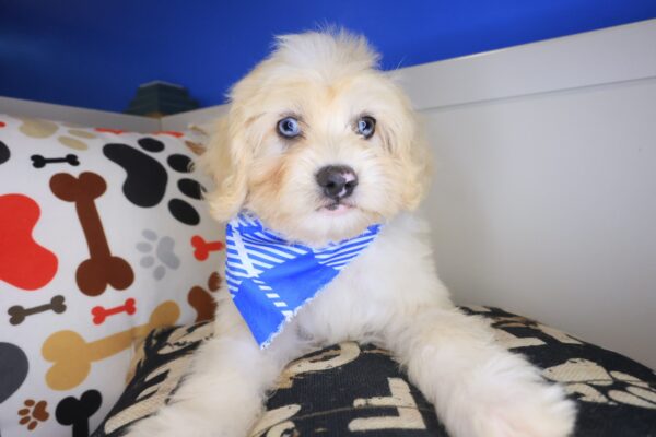 Garfunkel Maltipoo 01