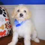 Garfunkel Maltipoo 02