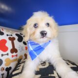 Garfunkel Maltipoo 03