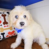 Garfunkel Maltipoo 04