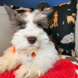 Gelar Schnauzer 02