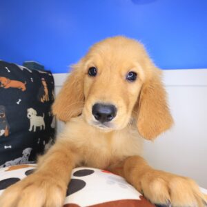 Gringo Golden Retriever 01 Gringo Golden Retriever 01