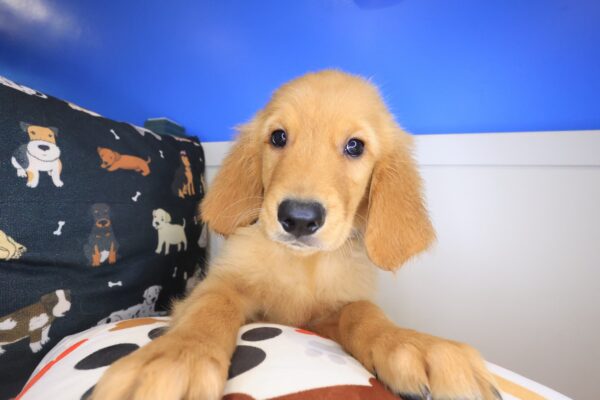 Gringo Golden Retriever 01