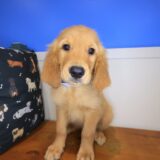 Gringo Golden Retriever 02