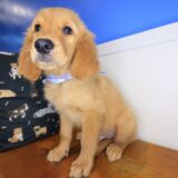 Gringo Golden Retriever 03