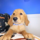 Gringo Golden Retriever 04