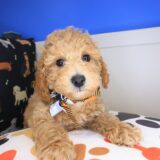 Hades Poodle 01