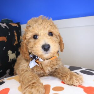 Hades Poodle 01 Hades Poodle 01