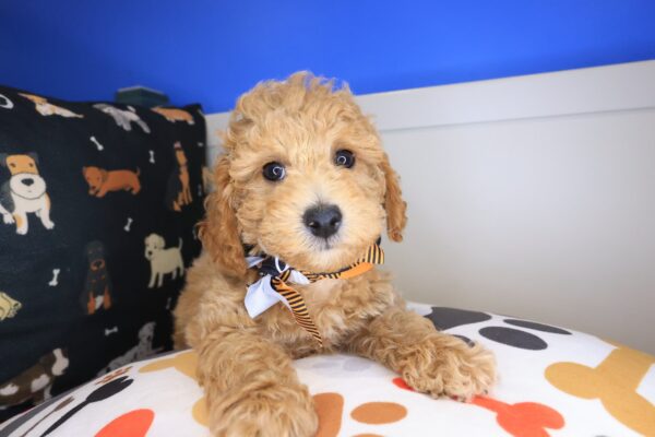 Hades Poodle 01