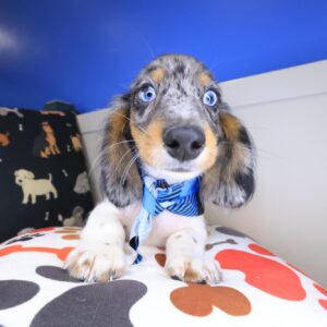 Hagrid Dachshund 01 Hagrid Dachshund 01