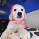 Harbor Golden Retriever 01