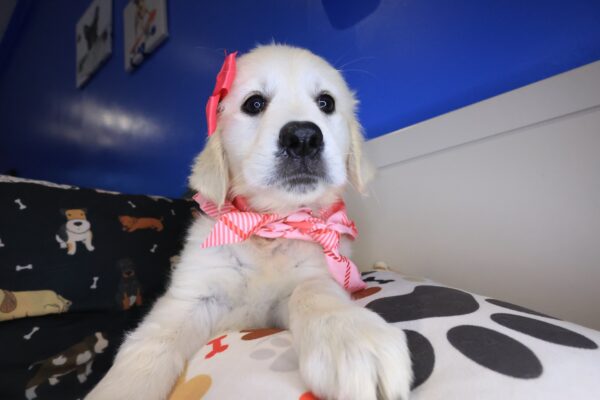 Harbor Golden Retriever 01