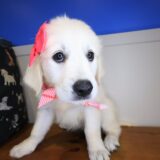 Harbor Golden Retriever 03