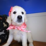 Harbor Golden Retriever 04