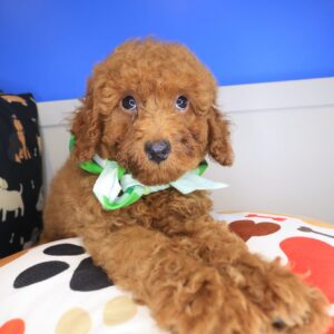 Harry Poodle 01