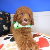 Harry Poodle 02