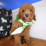 Harry Poodle 03