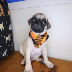 Hawthorne Pug 01 Hawthorne Pug 01