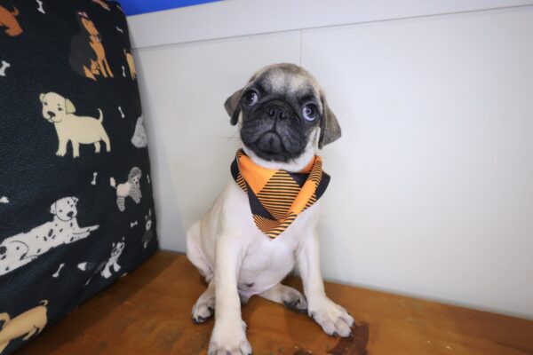 Hawthorne Pug 01