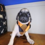Hawthorne Pug 02