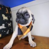 Hawthorne Pug 03