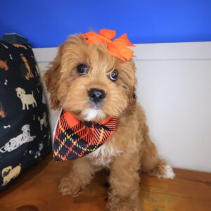 Hickory Cavapoo 01 Hickory Cavapoo 01