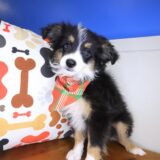 Houdini Mini Australian Shepherd 03