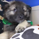 Hugo Keeshond 01