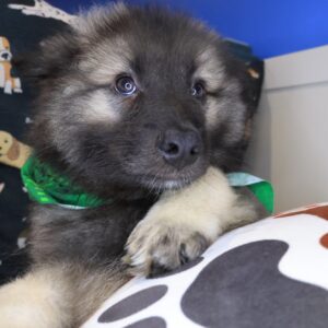 Hugo Keeshond 01 Hugo Keeshond 01