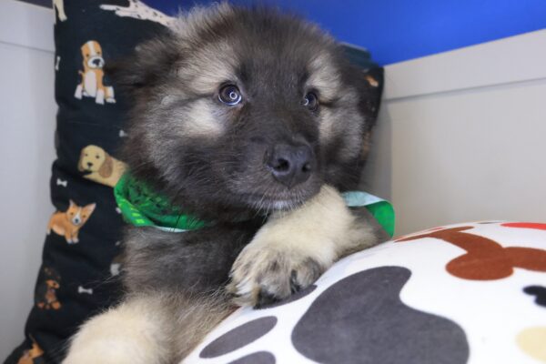 Hugo Keeshond 01