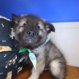 Hugo Keeshond 04
