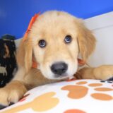 Icon Golden Retriever 01