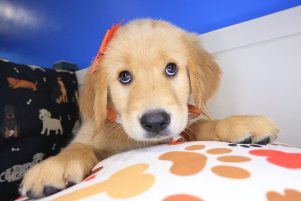 Icon Golden Retriever 01